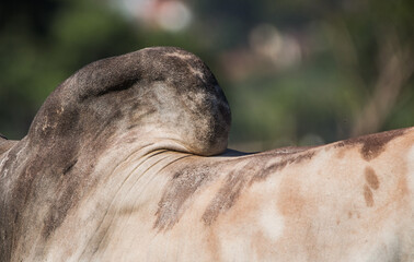 close up of a hump