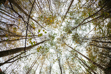 Bottom view of tall trees in the autumn forest, fisheye lens.