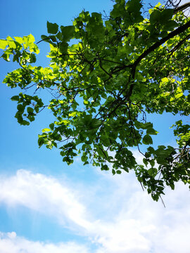 Green Leaves Against Blue Sky