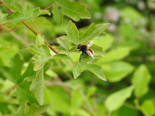 Insect flying on a green twig