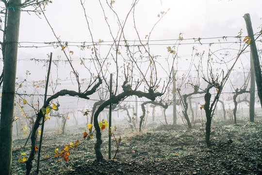 Spooky image between the Vineyard rows at the cold autumn misty morning after the harvesting completed. Italian Chianti region location. Viticulture, wine-growing or agriculture concept image.