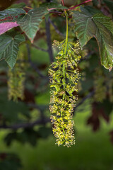 Flowers of Spaethii Sycamore Maple (Acer pseudoplatanus 'Atropurpureum')