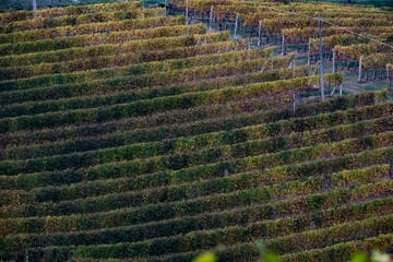 Landscapes of the vineyards of the Langhe in autumn near sunrise