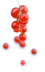 Studio shot of red currants