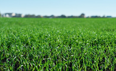 Green fields in spring. Young shoots of crops. Spring first shoots, shallow depth of field.