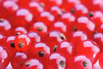 Close up of red currants