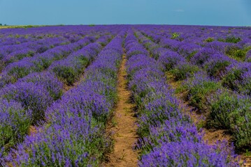 Fototapeta na wymiar Lavender field in Moldova, close to Cobusca Noua. 