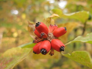 Red fruits of flowering dogwood in fall, USA