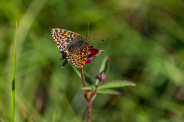 Small pearl-bordered fritillary (Boloria selene)