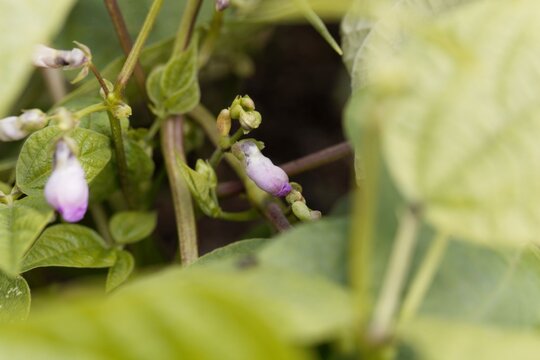Flower of a Catjang cowpea, Vigna unguiculata subsp. cylindrica