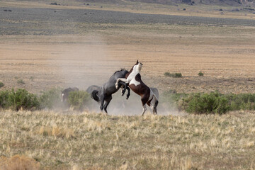 Wild Horse Stallions Fighting in the Utah Desert