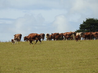 Fototapeta na wymiar A herd of cows in the pasture