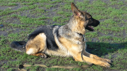 German shepherd resting on the grass