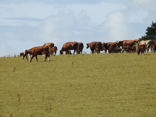 Fototapeta premium A herd of cows in the pasture