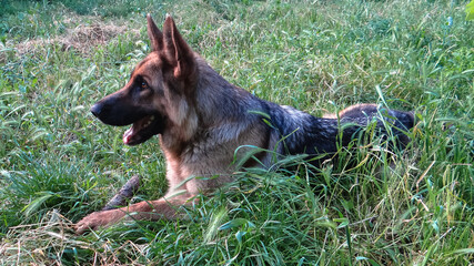 German shepherd resting on the grass