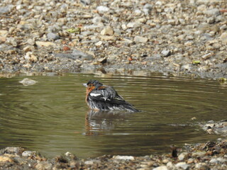 The sparrow bathes in a pool of water