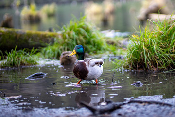Wild ducks on the side of the lake