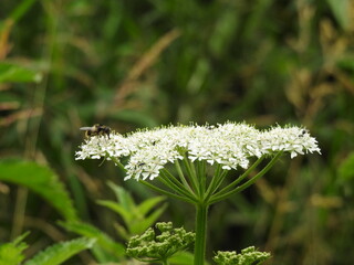 Insect on white wild flowers