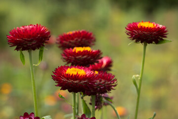Bush of red Xerochrysum bracteatum (Helichrysum bracteatum or Paper Flower) grow in the garden, beautiful bright flowers in summer. Gardening, cultivation of straw flowers