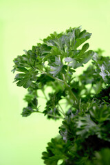 Parsley