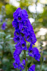 Aconitum carmichaelli Arendsii