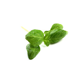Basil