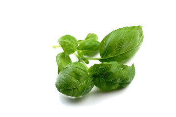 Basil