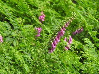 Pink bells on long stems in the forest