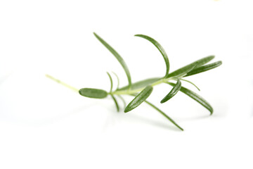 Rosemary