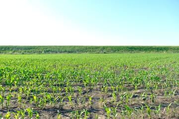 cornfield in spring