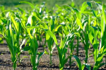cornfield in spring
