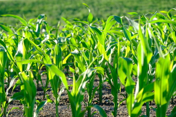 cornfield in spring