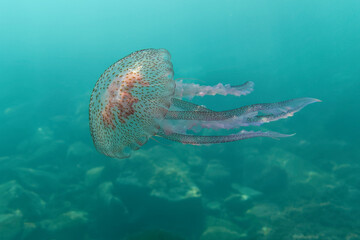 Luminescent jellyfish, Pink jellyfish, Mauve stinger, Purplestriped jelly or Purple jellyfish (Pelagia noctiluca) in Mediterranean Sea