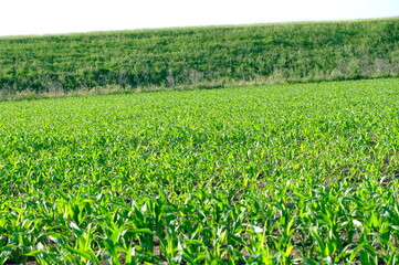 Fototapeta na wymiar cornfield in spring