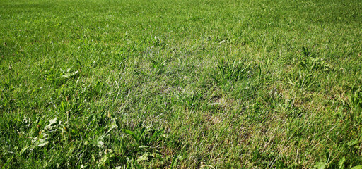green grass background