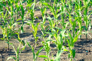 cornfield in spring