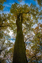 Fototapeta premium Herbstlicher Baum