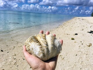 holding shell on the beach, huge shell