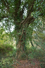 Saint-Herblain - Parc de la Chézine