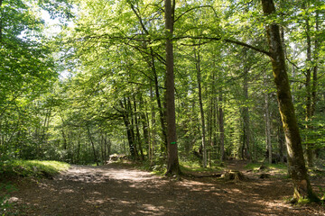 Obraz premium Chemin en forêt illuminée par le soleil à travers les arbres