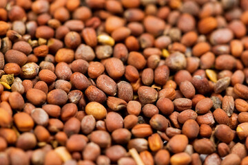 Chinese radish seeds for germination background for desing