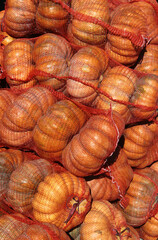 Pile of Mesh Sacks with Fresh Pumpkins