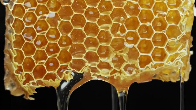 Bee honeycomb wax with honey. Honey dripping from honey comb.