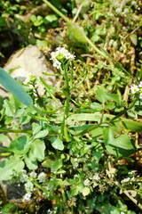 Watercress (Rorippa nasturtium-aquaticum)
