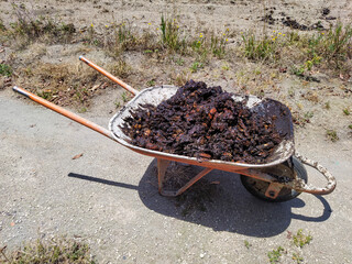 Wet compost in a wheelbarrow