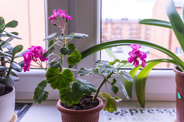 Geranium flower. Pink Geranium on a windowsill.