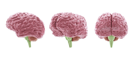 human brain model from different sides, isolated on white, 3d illustration