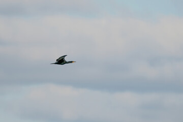 Cormorant, water bird of the Phalacrocoracidae family, flies in blue sky