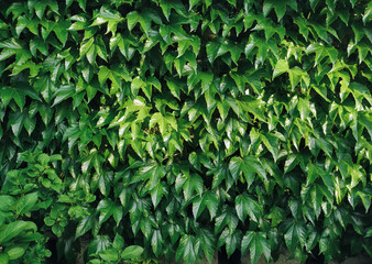 Bright green wild grape leaves. Natural background.
