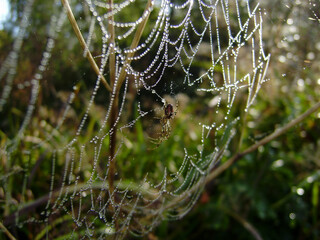 spiderweb in the morning fog